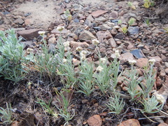 Antennaria stenophylla