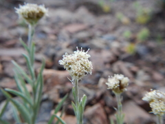 Antennaria stenophylla
