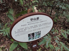 Alpinia chinensis