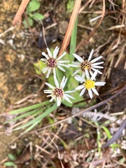 Aster ageratoides