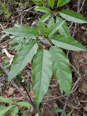 Heptapleurum heptaphyllum