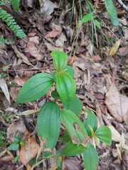Melastoma sanguineum