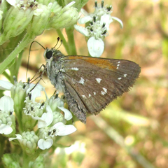 Hesperia woodgatei