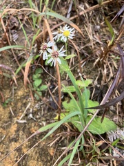 Aster ageratoides