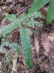 Adiantum flabellulatum