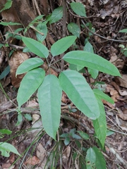 Heptapleurum heptaphyllum