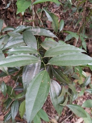 Cocculus laurifolius