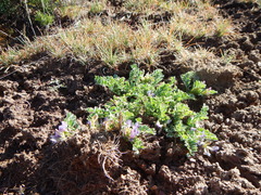 Astragalus iodanthus