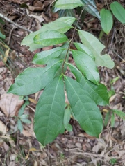 Strophanthus divaricatus