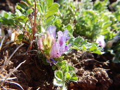 Astragalus iodanthus