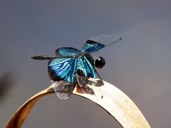 Rhyothemis resplendens