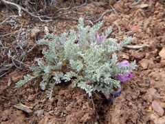 Astragalus purshii