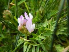Astragalus agrestis