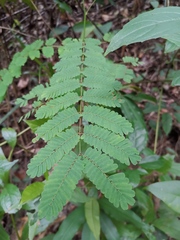 Pterolobium punctatum