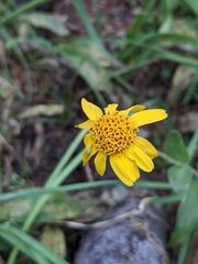 Arnica mollis