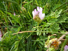 Astragalus agrestis