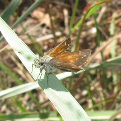 Hesperia woodgatei