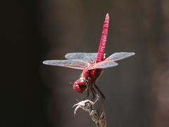 Urothemis aliena