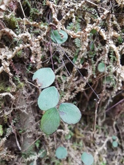 Adiantum gravesii