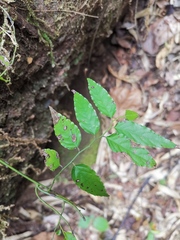 Ventilago leiocarpa