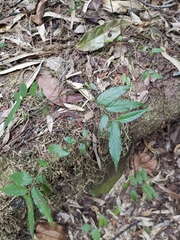 Ventilago leiocarpa