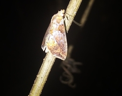 Plusiodonta arctipennis