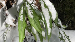 Alpinia japonica