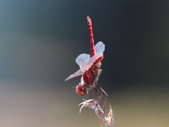 Urothemis aliena