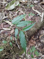 Ventilago leiocarpa
