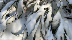 Alpinia japonica