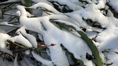 Alpinia japonica
