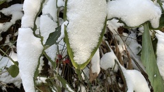 Alpinia japonica