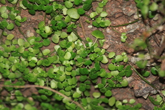 Sedum makinoi