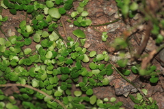 Sedum makinoi