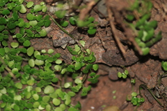 Sedum makinoi