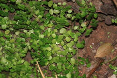 Sedum makinoi