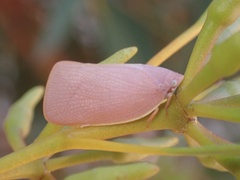 Flatidae