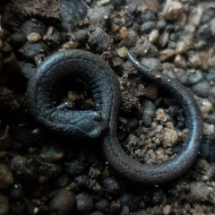 Batrachoseps gavilanensis