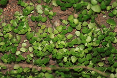 Sedum makinoi