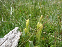 Castilleja cusickii