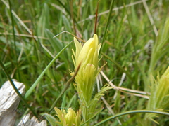 Castilleja cusickii