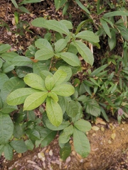 Excoecaria cochinchinensis