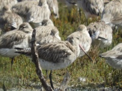 Limosa lapponica