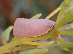 Flatidae