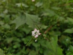 Persicaria biconvexa