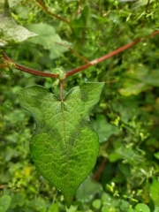 Persicaria biconvexa