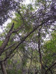 Maclura cochinchinensis