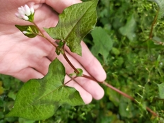 Persicaria biconvexa