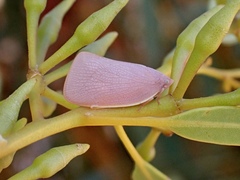 Flatidae