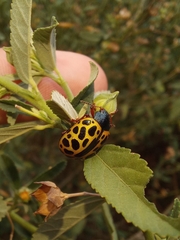 Calligrapha polyspila